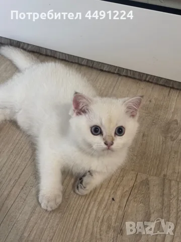 Британски котета , снимка 2 - Чинчили - 56102990
