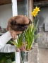 Кученца пекинез, снимка 1