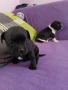 Продавам френски булдочета , снимка 7