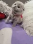 Шотландски клепоухи бебета , снимка 15