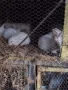заици, снимка 8