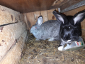 продавам заици от 2 до 6 месечна както и прясно заешко месо, снимка 3