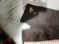 Kappa шорти Оригинал, снимка 2