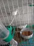 диамантени Гугутки , снимка 7