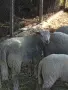Кочле Мутон Шароле, снимка 1