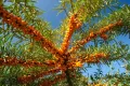 Облепиха (Hippophae), снимка 3