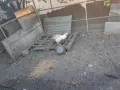 Продавам женски паун, снимка 1
