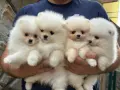 Мини померан момченца и момиченца, снимка 8
