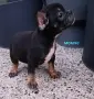 Френски болдоци , снимка 5