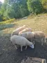 Продават се всички овце , снимка 4