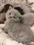  късокосмести Британски котета чистокръвни, снимка 7