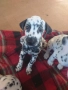 Кучета, далматинци,домашни любимци,, снимка 4