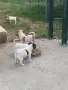 джак ръсел териер , снимка 3