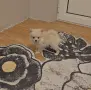  померан   момче  , снимка 10