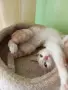 Подарява се котенце за град Добрич , снимка 1