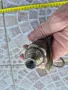 Американска бронзова барутница - 14, снимка 6