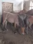 Елитни тежковози кончета, снимка 3