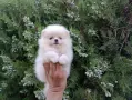 Померани. Мъжки и женски кученца , снимка 7