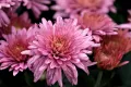 хризантеми, снимка 4