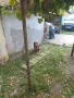 порода балканско гонче, снимка 1