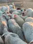 Продавам овце..., снимка 3