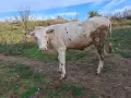 Бременни крави и юница, снимка 3