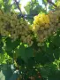 ГРОЗДЕ ЗА ВИНО И РАКИЯ , снимка 1