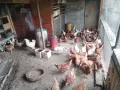 Кокошки ломан Браун на 1 година , снимка 2