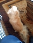продавам чихуахуа дългокосместо , снимка 2