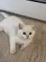 Британски котета , снимка 2