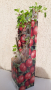 Червено Цариградско грозде - разсад, снимка 1 - Разсади - 36357809