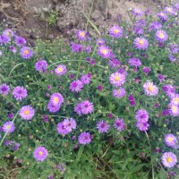 Цветя Астра алпийска – за ранно пролетно засаждане в градината, снимка 9 - Разсади - 41046622