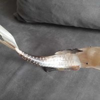 колекционерска риба направена от кост, снимка 7 - Антикварни и старинни предмети - 41348142