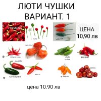 комплект семена на люти чушки , снимка 1 - Сортови семена и луковици - 44252707