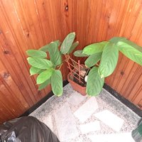 Калатея (Calathea Freddie), снимка 2 - Стайни растения - 44255254