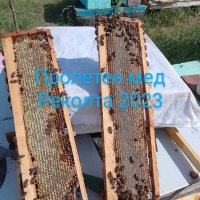 Домашен Пчелен мед , снимка 9 - Домашни продукти - 41776231