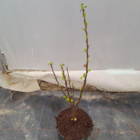 Японска Слива- Prunus triloba Студоустойчива, снимка 6 - Разсади - 36153555