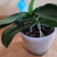 Орхидея пелорик, снимка 3 - Стайни растения - 44601270