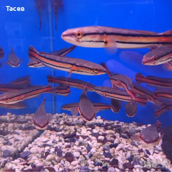 Червен змиеглав 6-7см, снимка 1