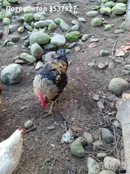 Продавам млади петлета, снимка 1