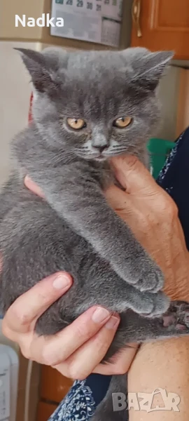 Британска късокосместа, снимка 1