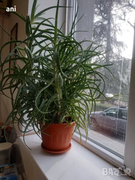 Продовом алое и бенджамин, снимка 1