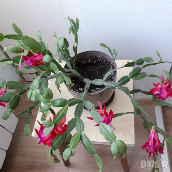 Коледниче/великденче , снимка 1