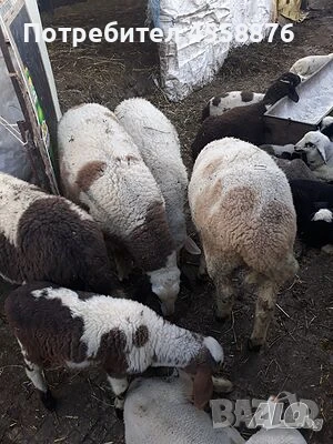 продавам агнета, снимка 1