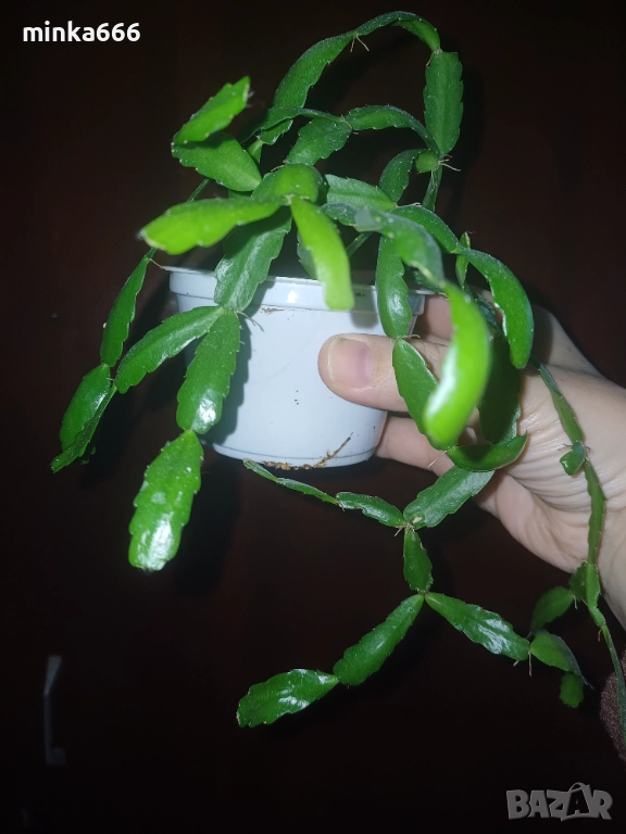 Коледниче, снимка 1