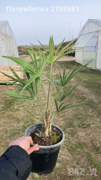 Трахикарпус , снимка 1