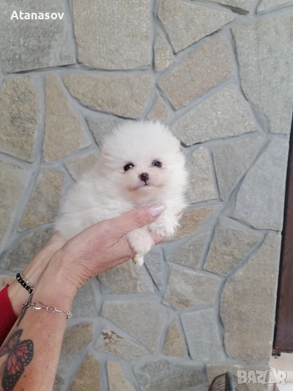 Померан Померанче, снимка 1