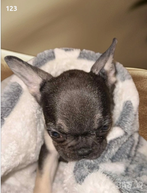 Френски булдог момиченце, снимка 1
