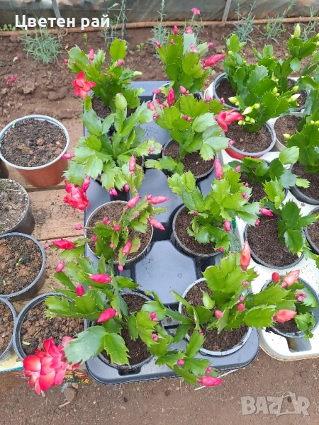 Три цвята коледниче бяло,розово и червено , снимка 1