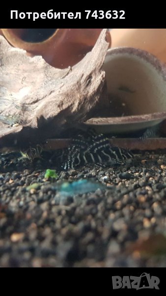 Hypancistrus sp. L333, снимка 1